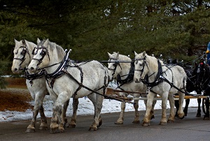 Horse Carriage